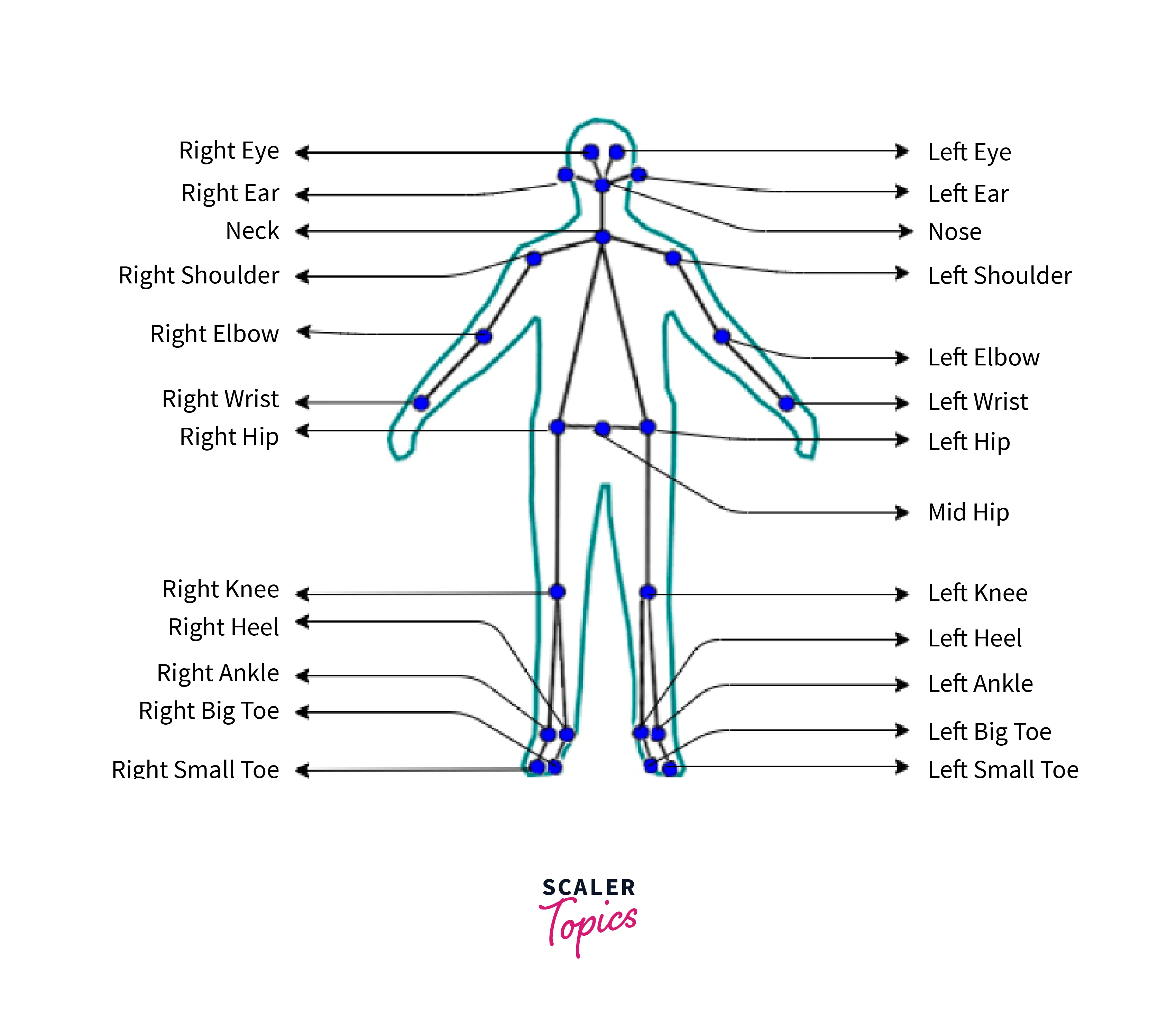 Skeletal-joints