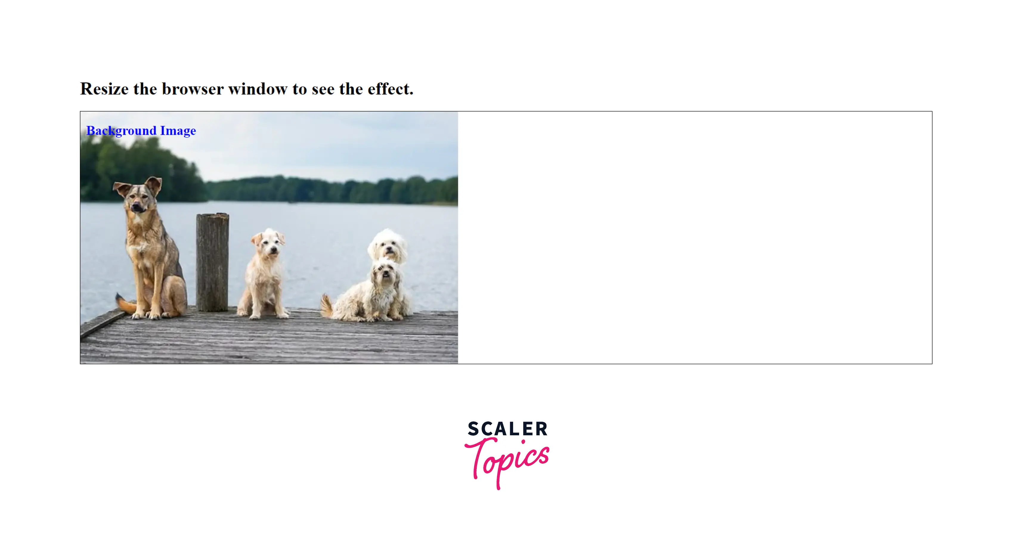 How to Make Images Responsive with CSS? - Scaler Topics