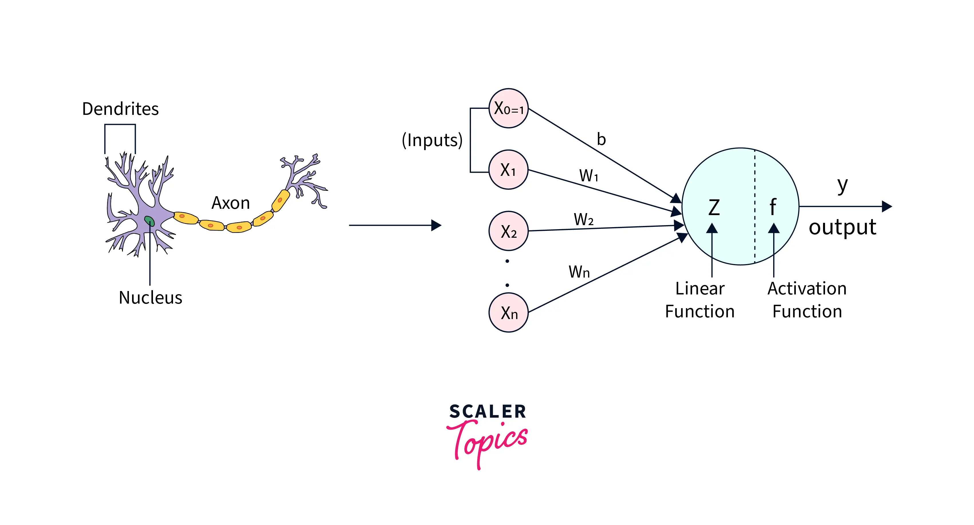 Concept of Artificial Neurons