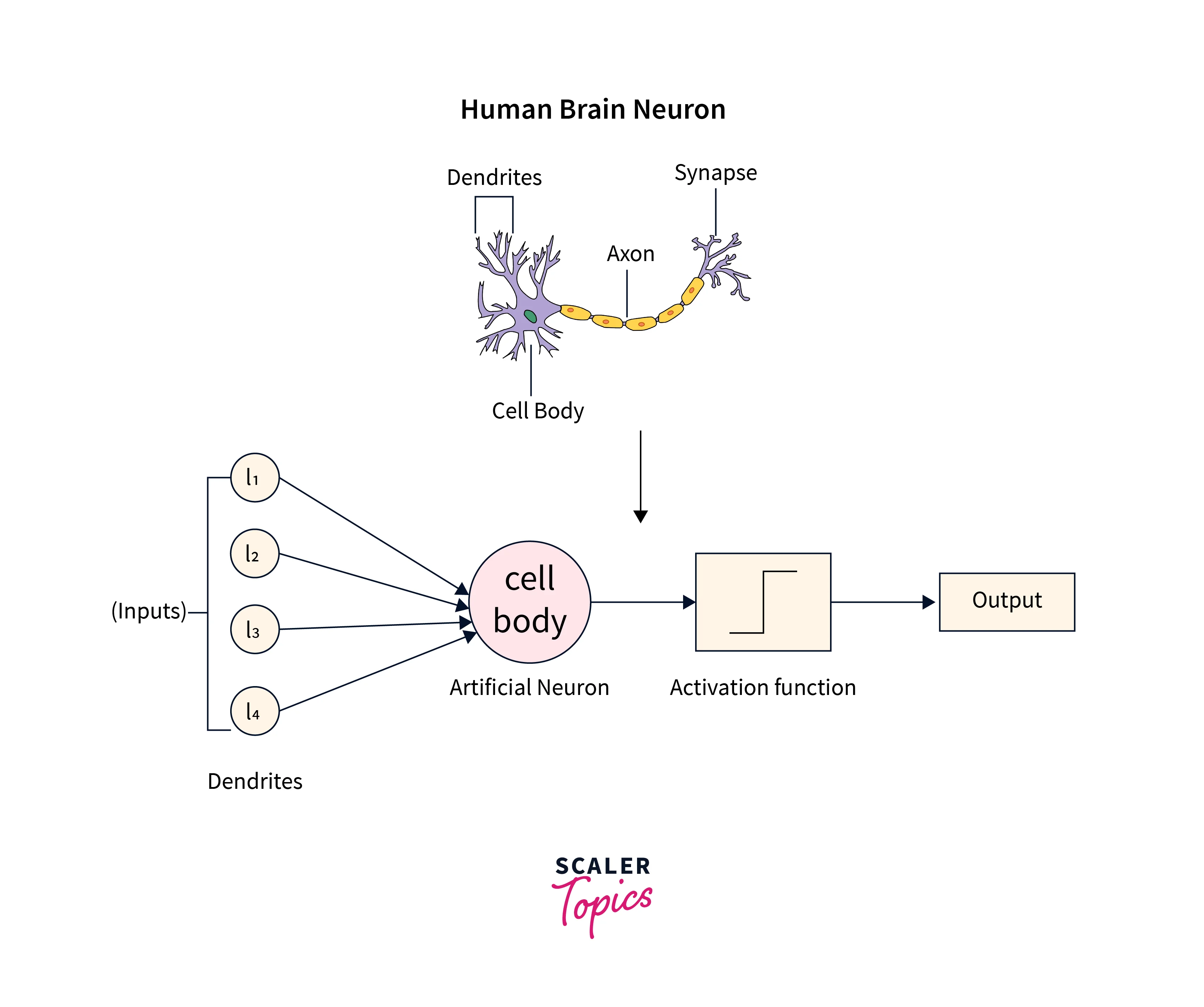 Connections based on the neurons of the brain