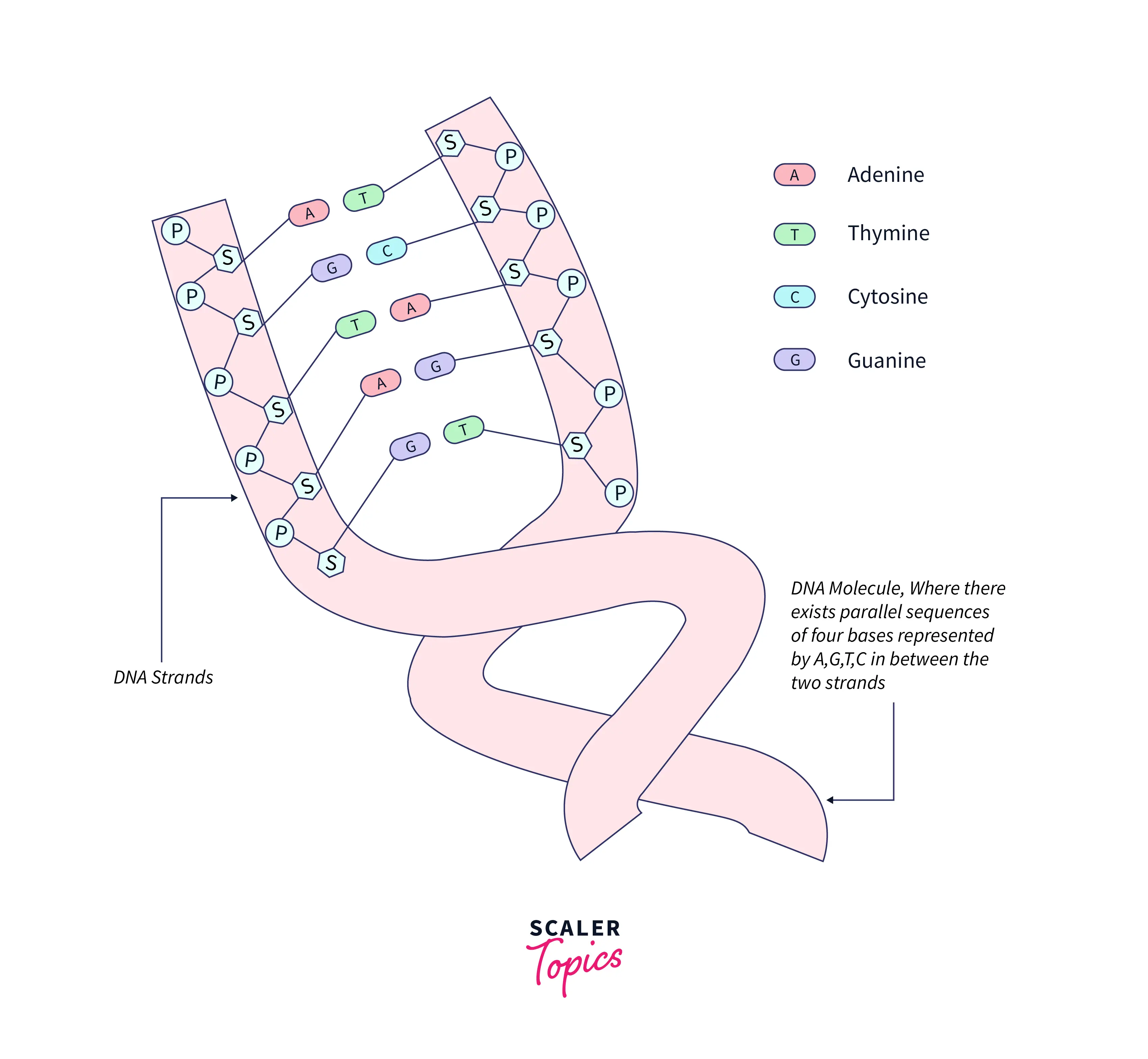 structure-of-a-dna-molecule